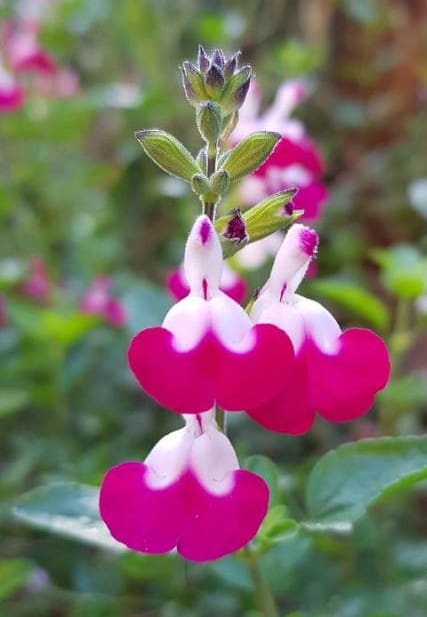 Sauge greggii Cherry Lips