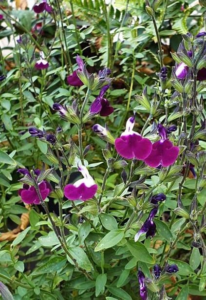 Sauge jamensis Amethyst Lips