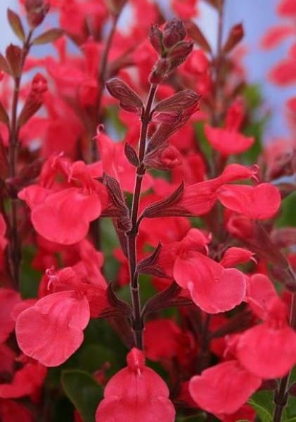 Sauge jamensis Flammenn