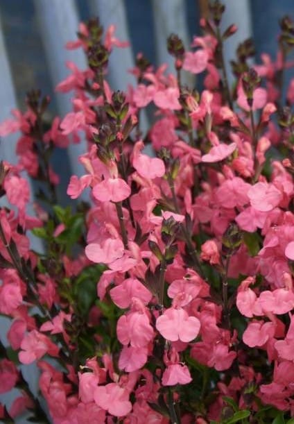 Sauge jamensis Pluenn