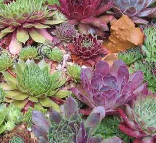 Sempervivum (Joubarbe)