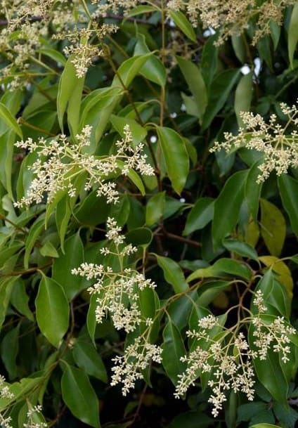 Troène Ligustrum du Japon 60/80 C3L