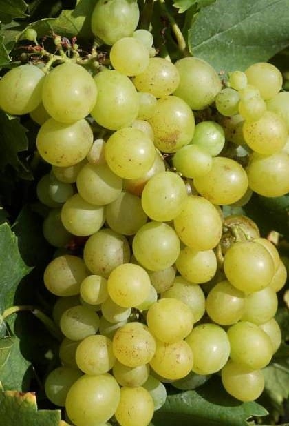 Vigne Dattier de Beyrouth C3L