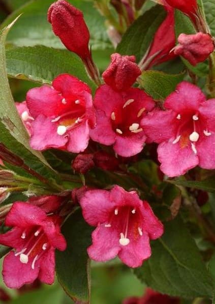 Weigelia Bristol Ruby